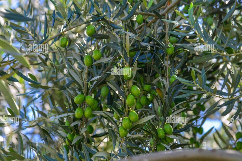 Olive Tree With Fruits Olive Is Symbol Of Health And Peace Stock Photo Alamy