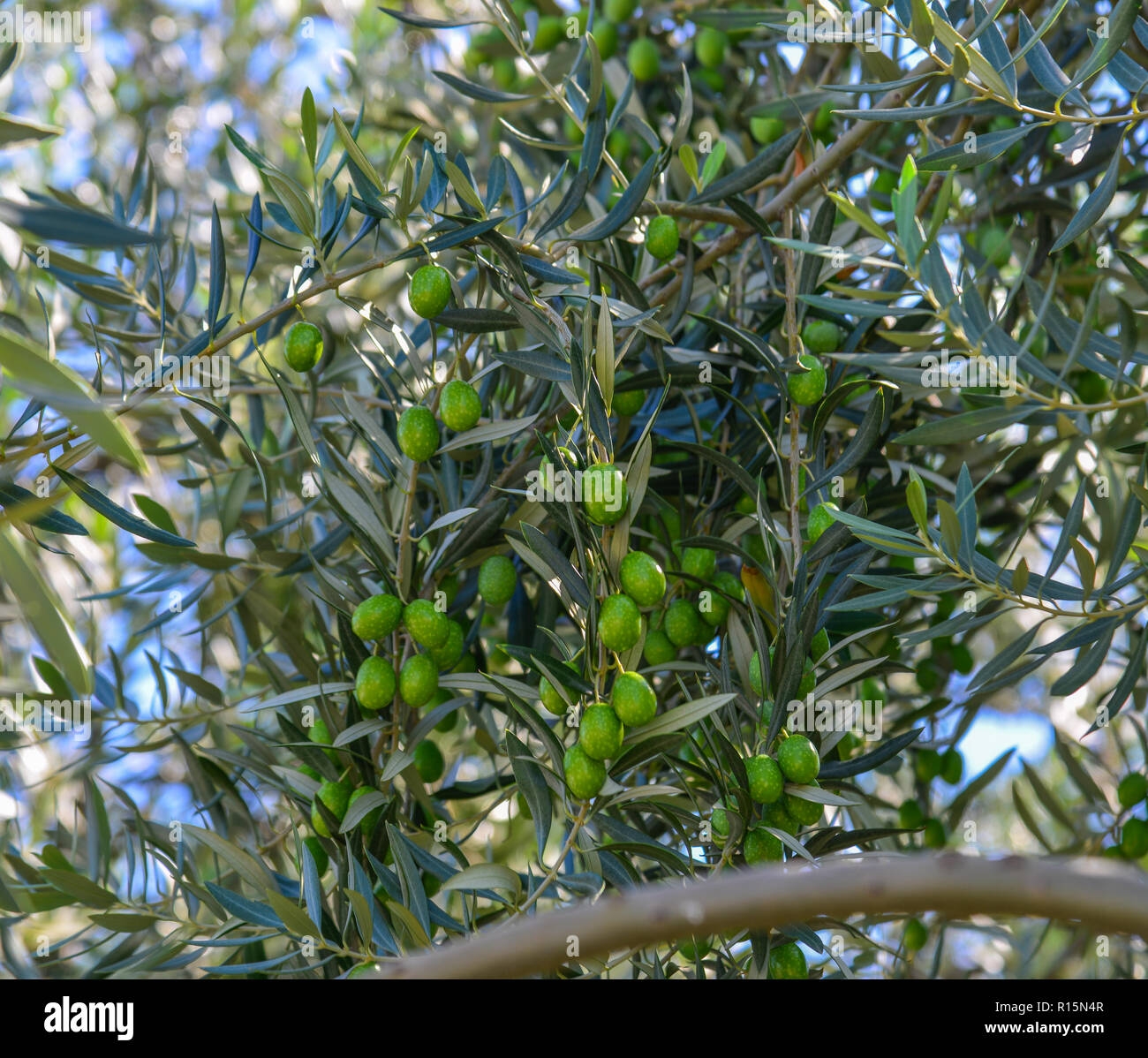 Olive Tree With Fruits Olive Is Symbol Of Health And Peace Stock Photo Alamy