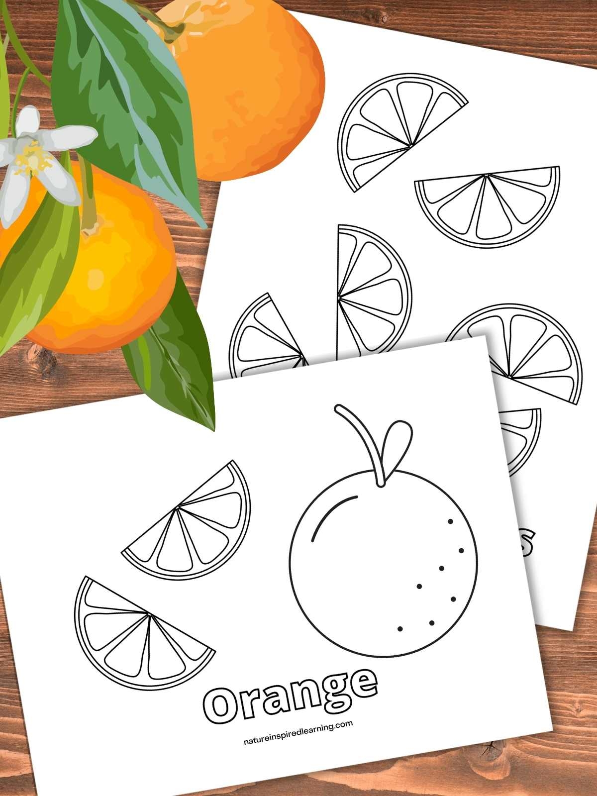 orange fruit pictures to color