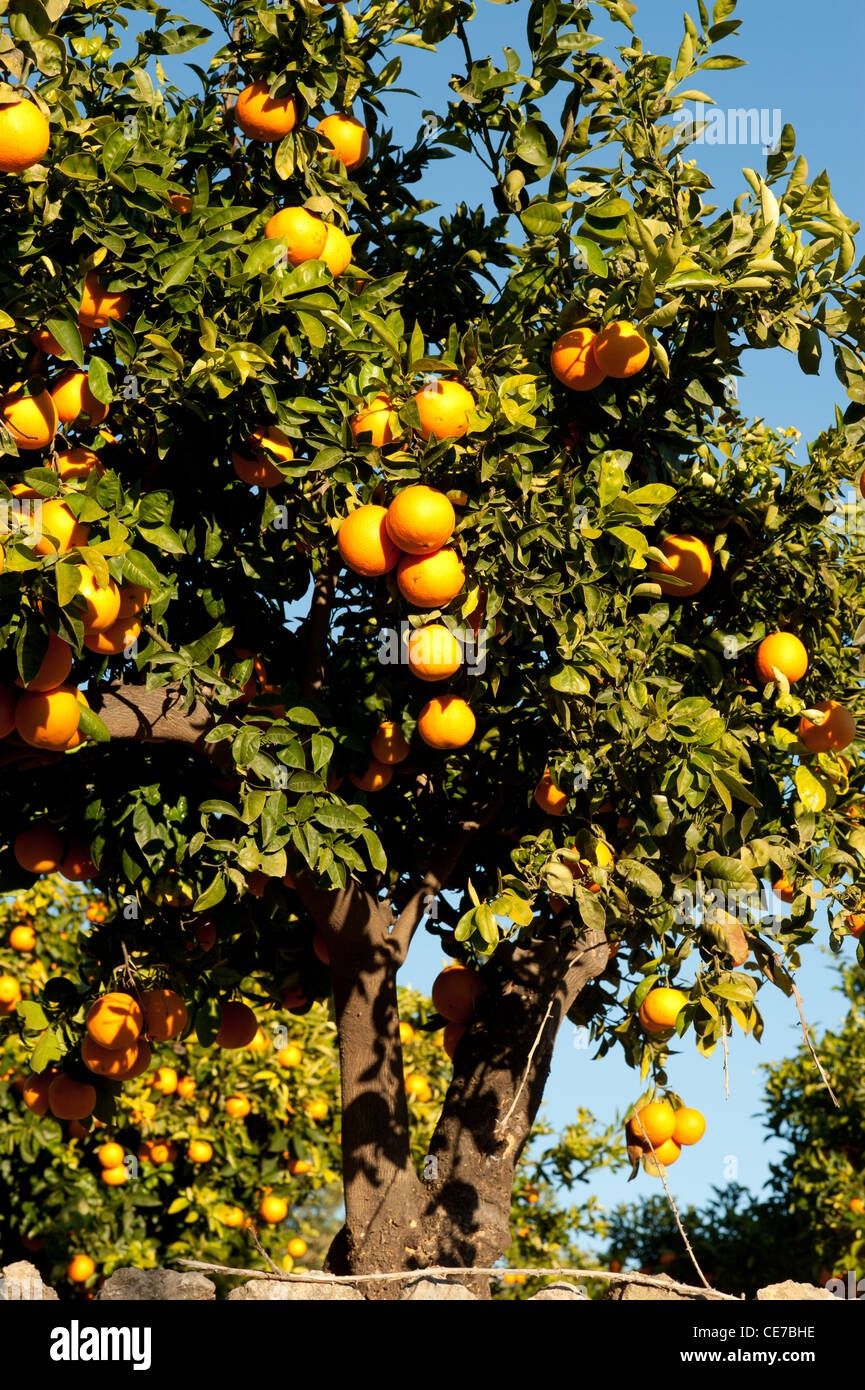 fruit tree picture