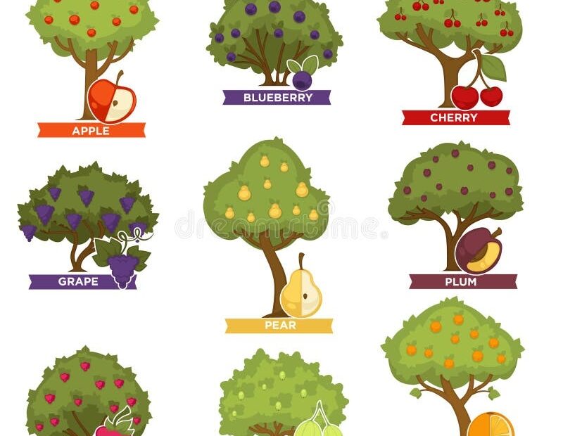 Orchard Trees And Bushes With Ripe Fruits With Names Stock Vector Illustration Of Delicious Cherry 112092055