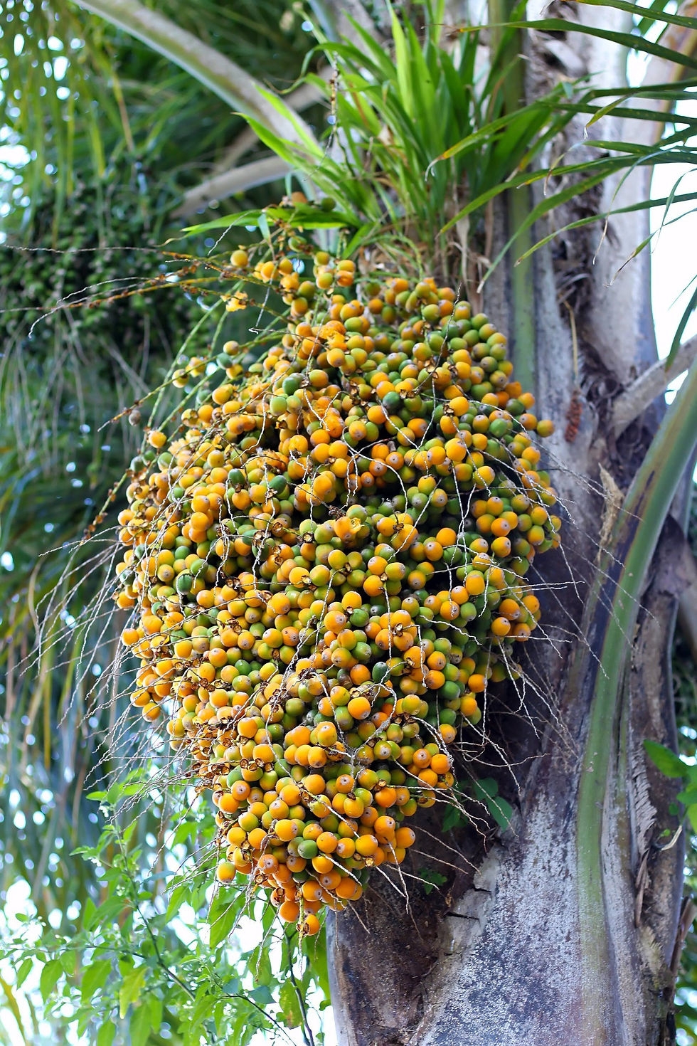 palm tree fruits pictures
