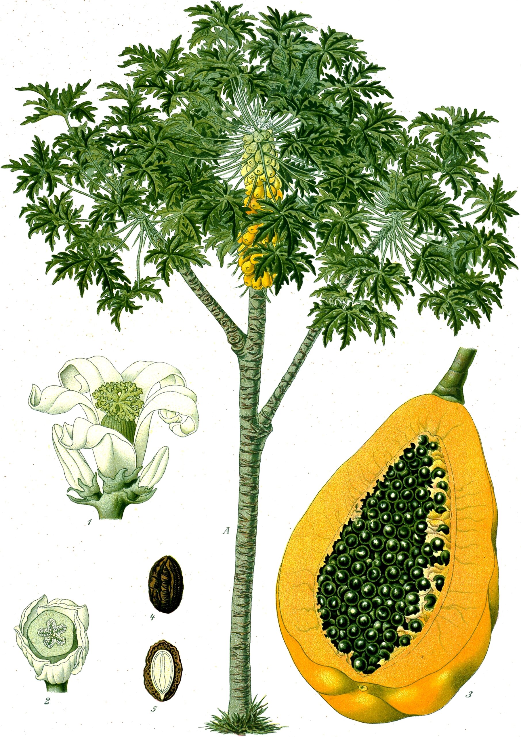 papaya fruit pictures