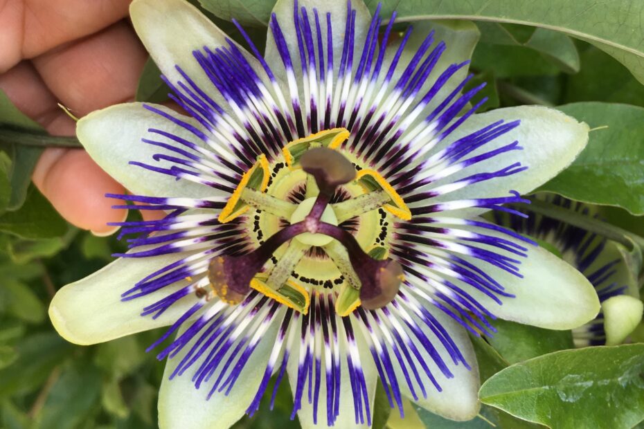 Passiflora Caerulea Not A Horticulturist