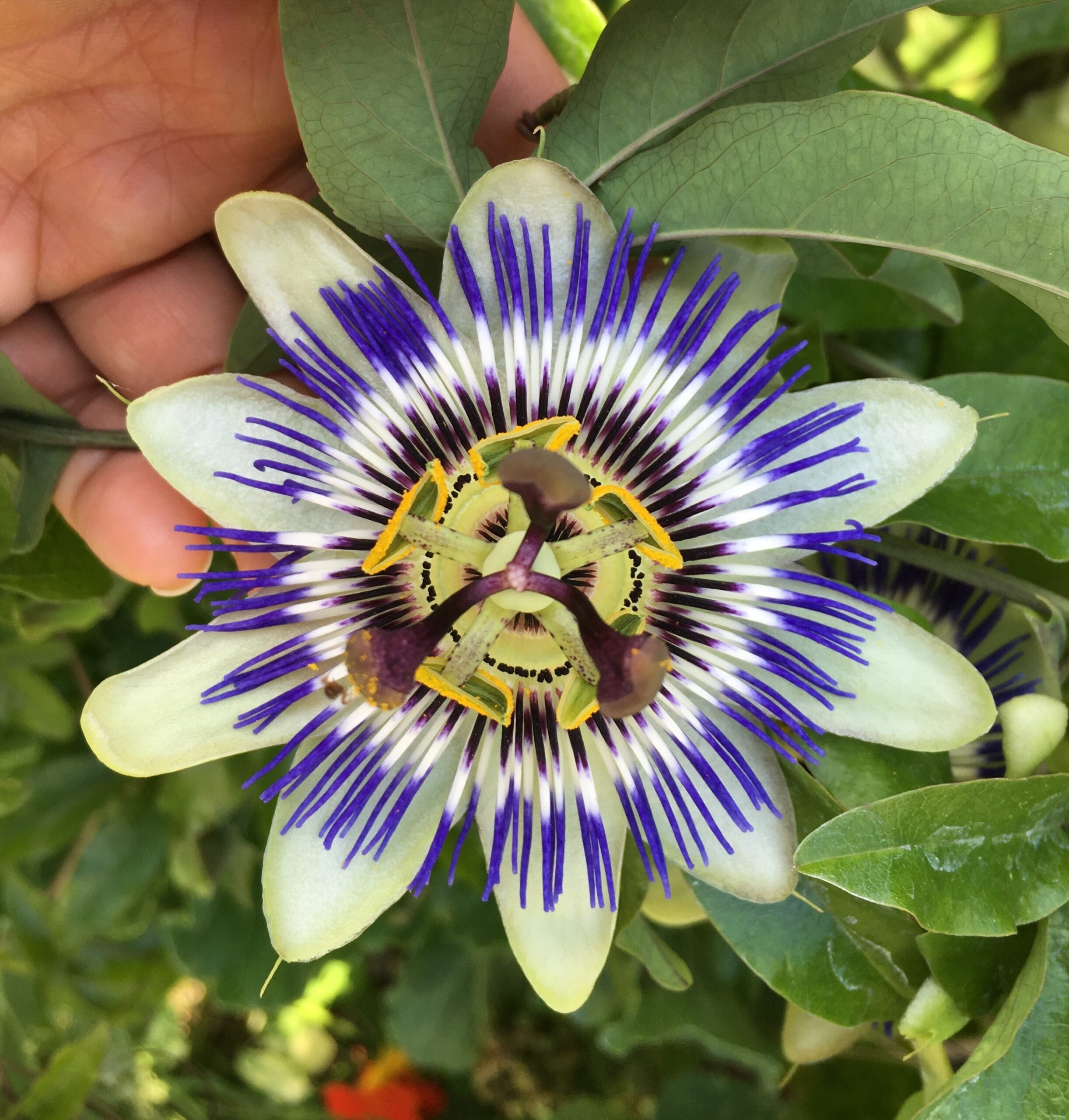 Passiflora Caerulea Not A Horticulturist