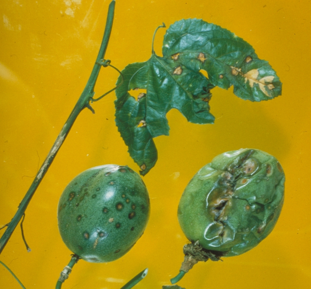 Passionfruit Spots 153 