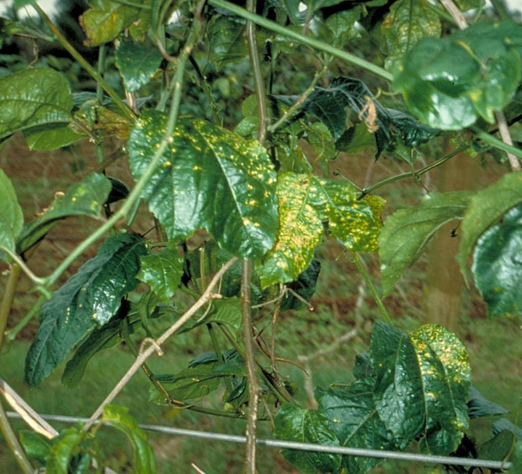 Passionfruit Woodiness 156 