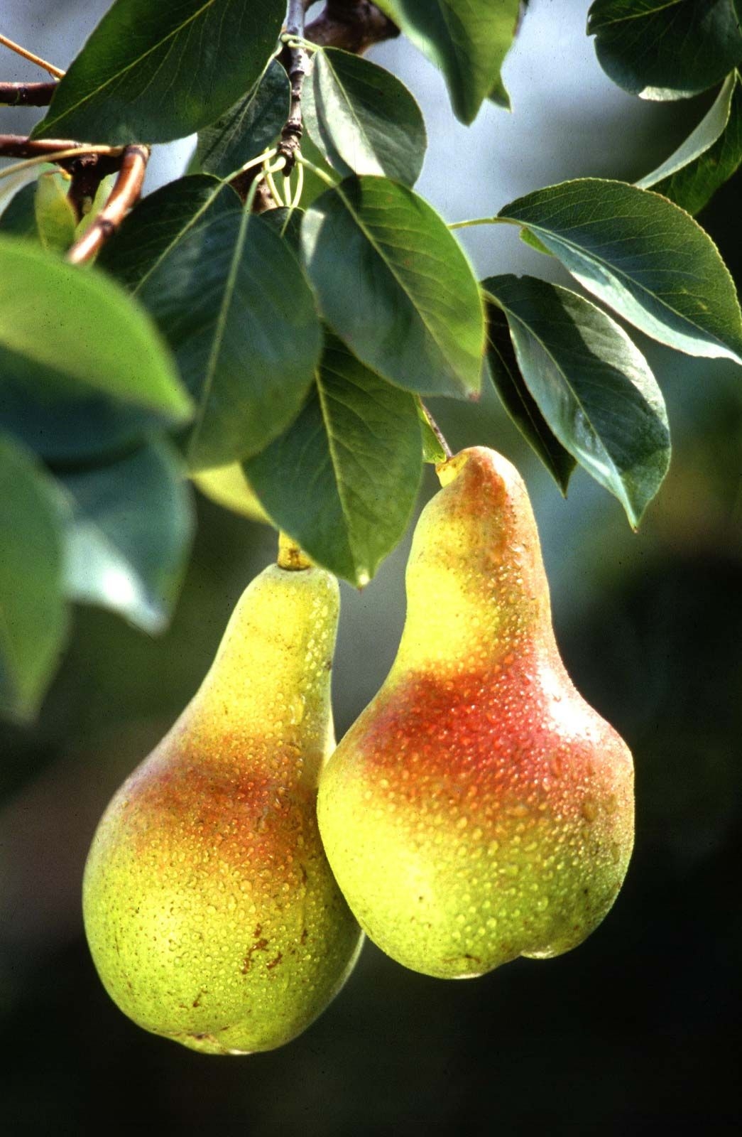 pear pictures fruit