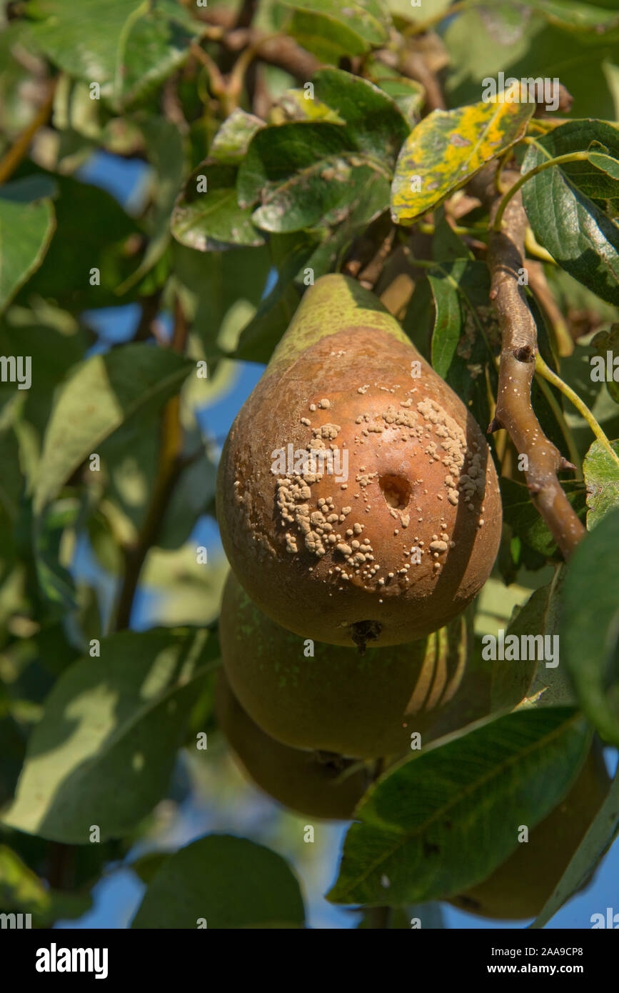 pear fruit diseases pictures