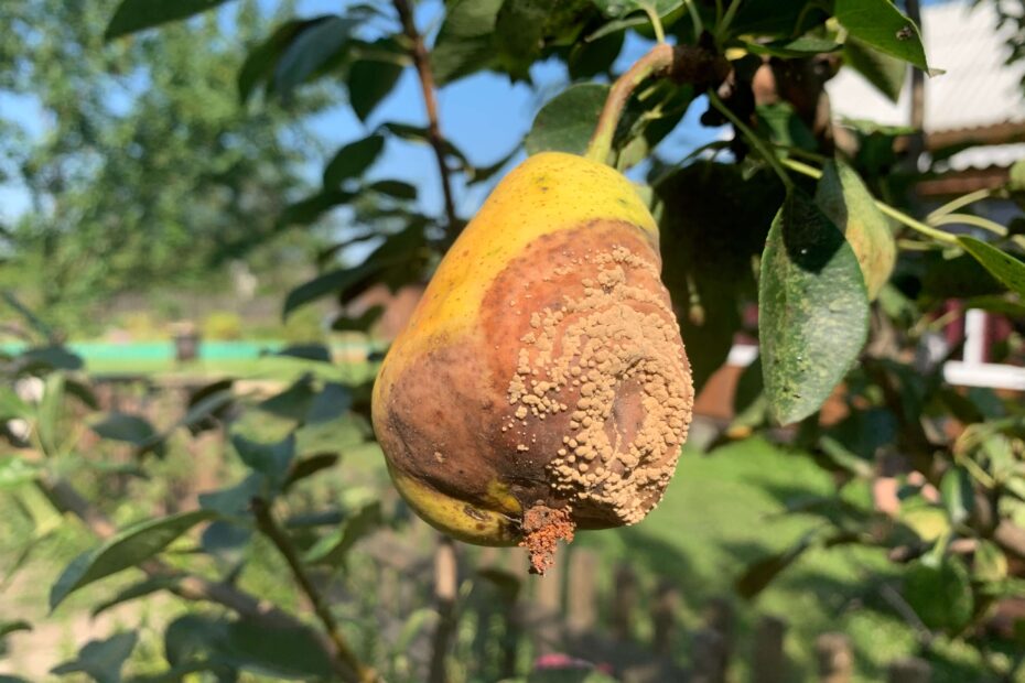Pear Disorders And Diseases Freshknowledge eu