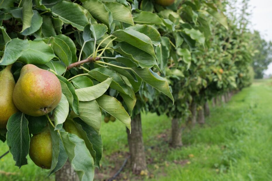 Pear Trees Cultivation Varieties Benefits And Irrigation