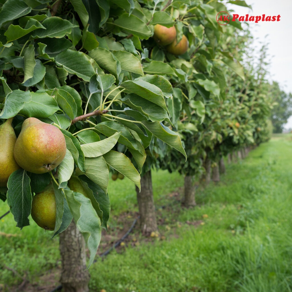 Pear Trees Cultivation Varieties Benefits And Irrigation 