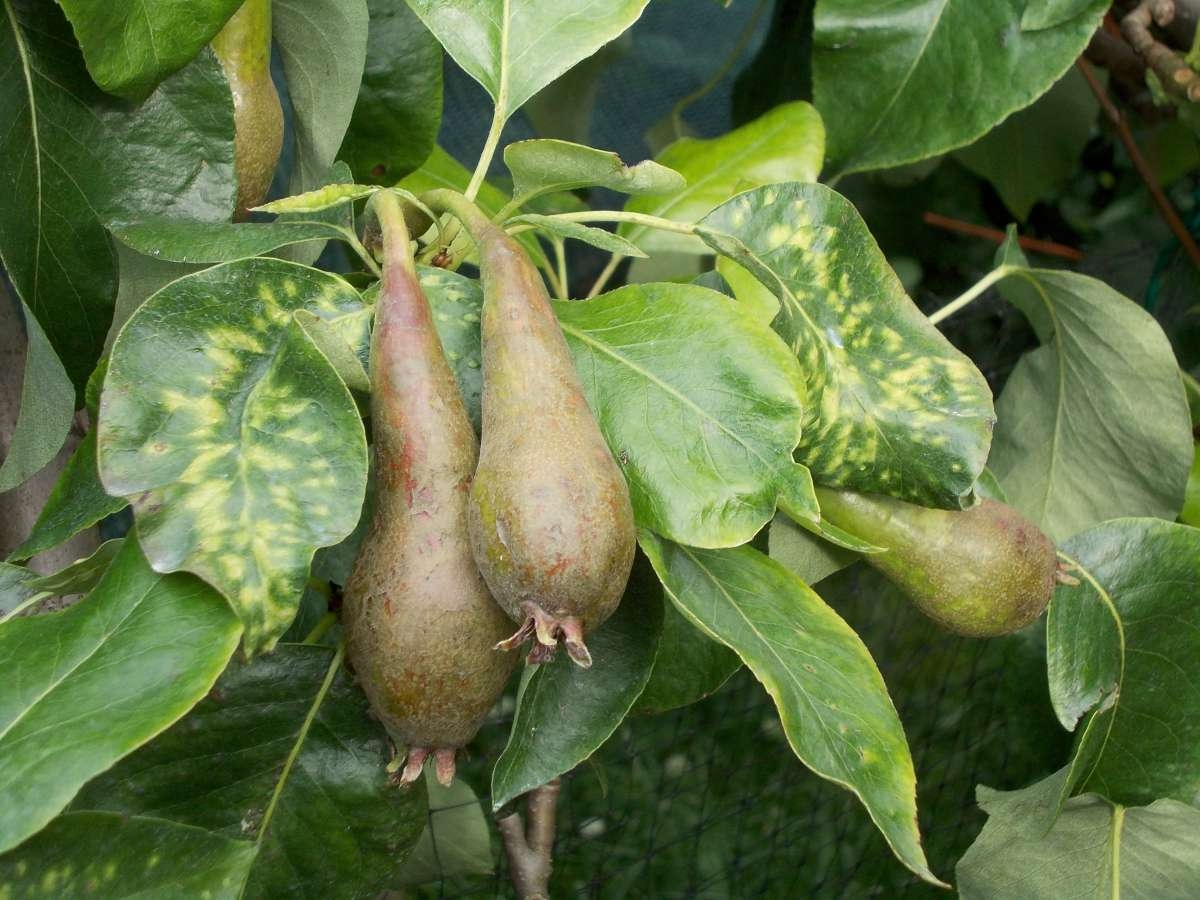 Pear Virus Suffolk Fruit And Trees The Fruit Tree Specialists