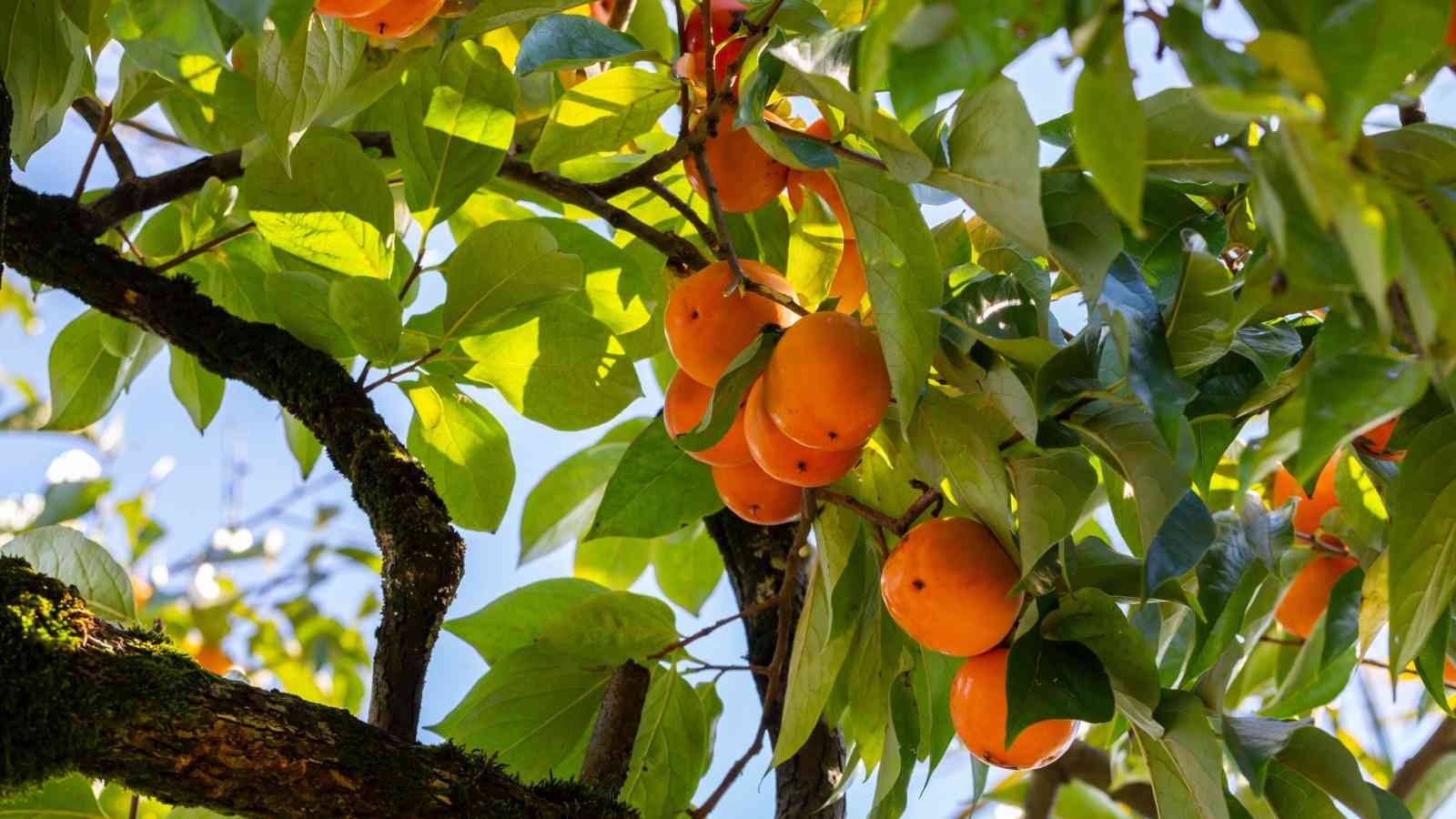 Persimmon Tree Full Guide To Growing Caring For U0026 Harvesting