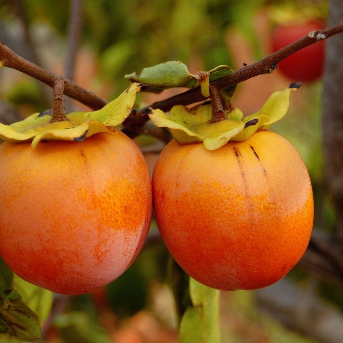 Persimmon Tree Growing Conditions Gardening Know How