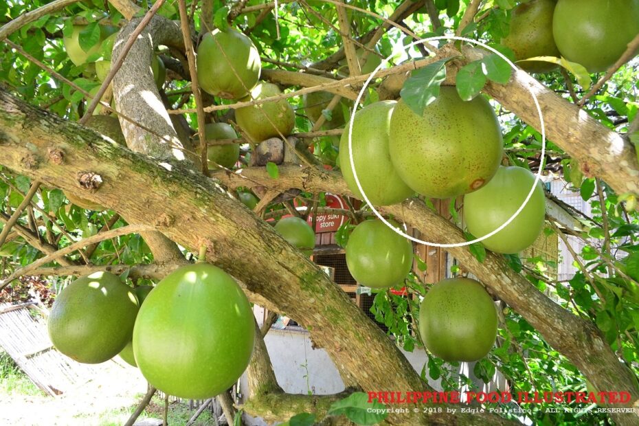 Philippine Food Illustrated Miracle Fruit