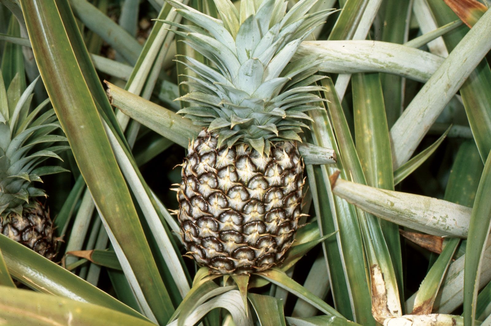 Pineapple Description History Fruit Plant U0026 Facts Britannica