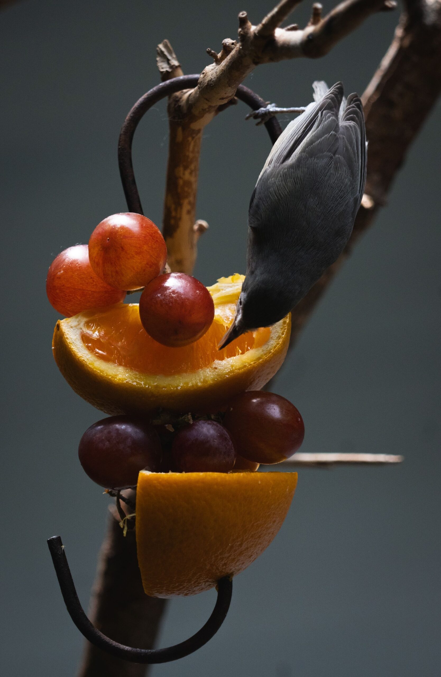 high contrast pictures of fruit floating threateningly in the night