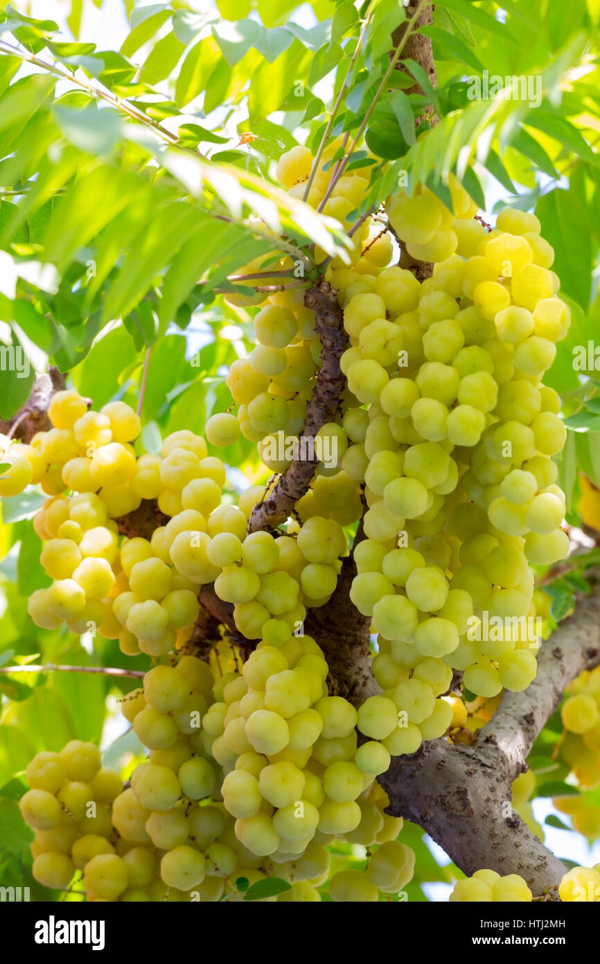Plentiful Star Gooseberry Fruits Are Hanging On Their Natural Branch Stock Photo Alamy