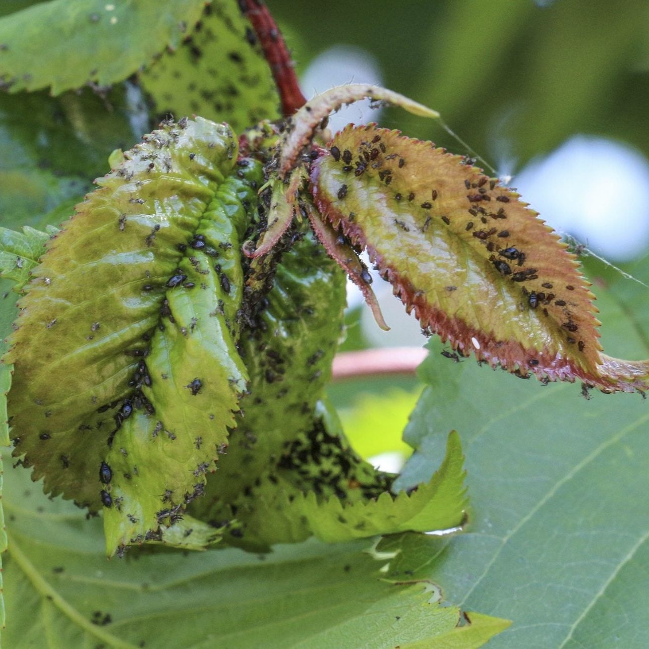 Plum Tree Bugs Learn About Plum Tree Insect Problems And 