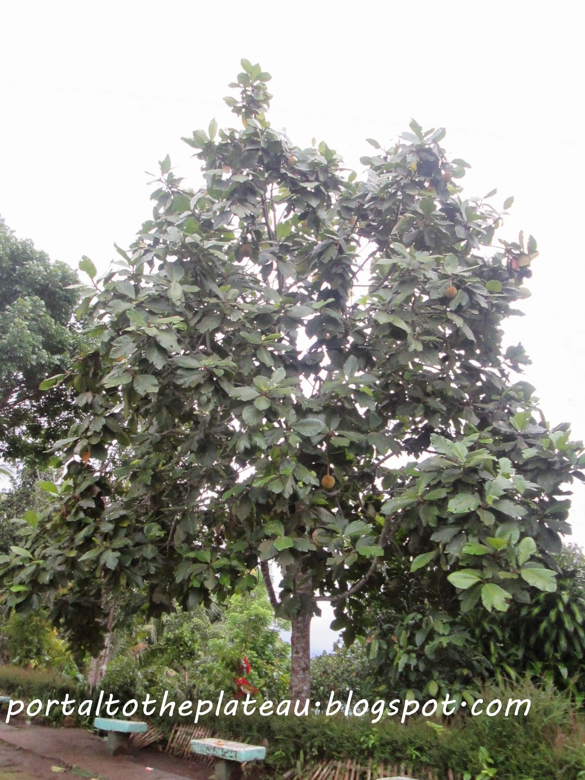 marang fruit tree picture