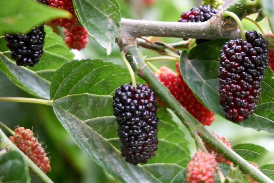 Preventing Mulberry Fruit Information On How To Sterilize