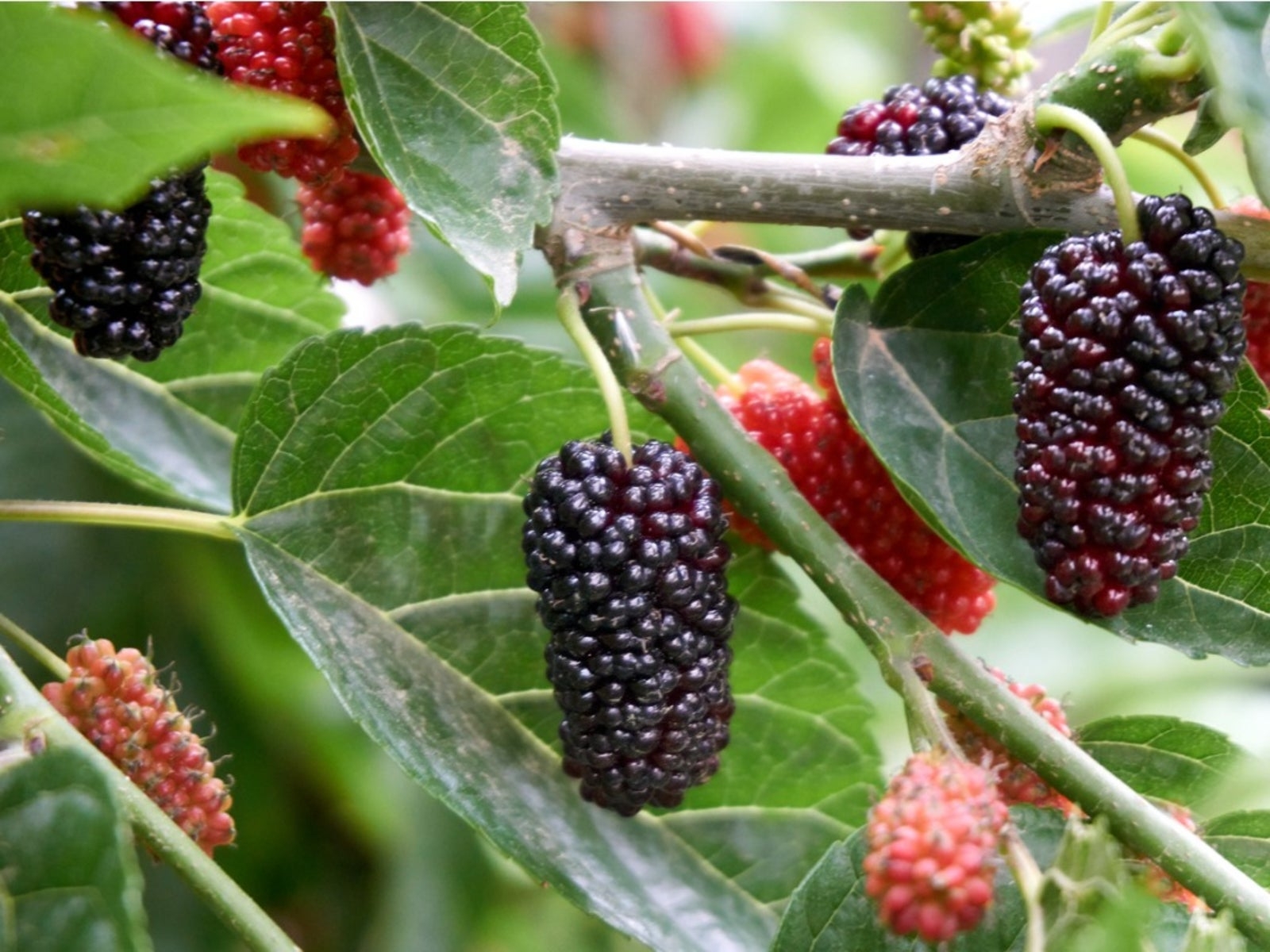 Preventing Mulberry Fruit Information On How To Sterilize Mulberry Trees Gardening Know How