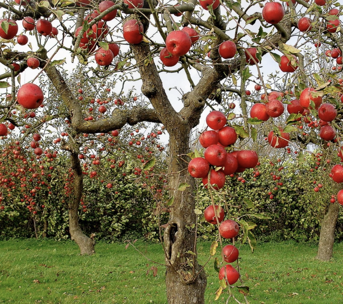 how to prune fruit trees with pictures