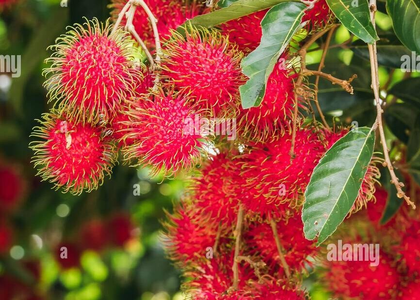 Rambutan On The Tree Is A Sweet Fruit That Many People Like