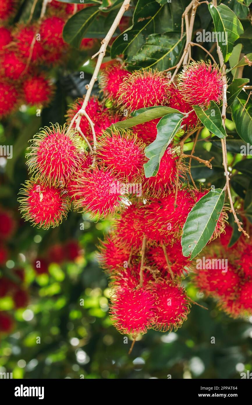 Rambutan On The Tree Is A Sweet Fruit That Many People Like 