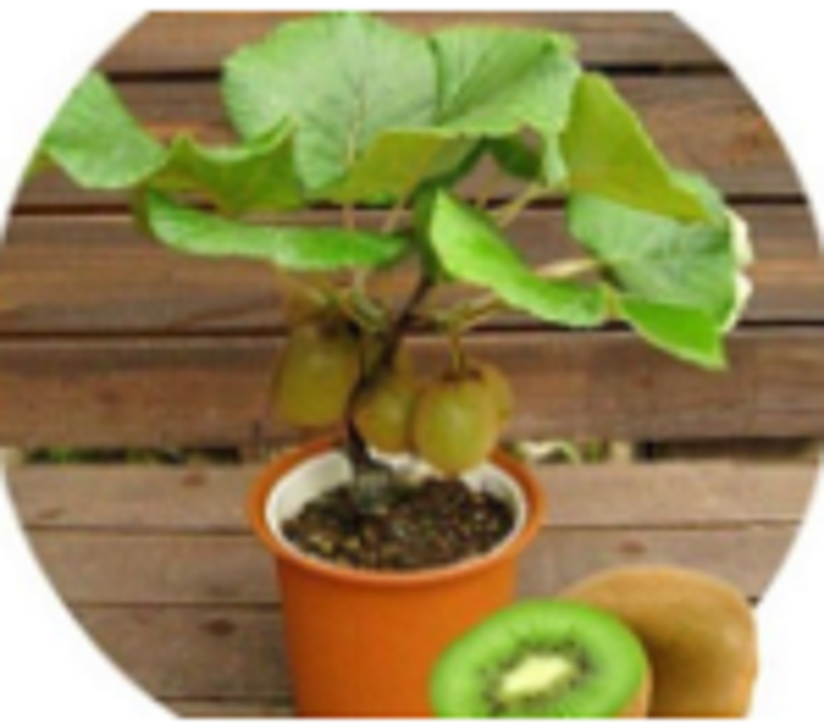 kiwi fruit tree pictures