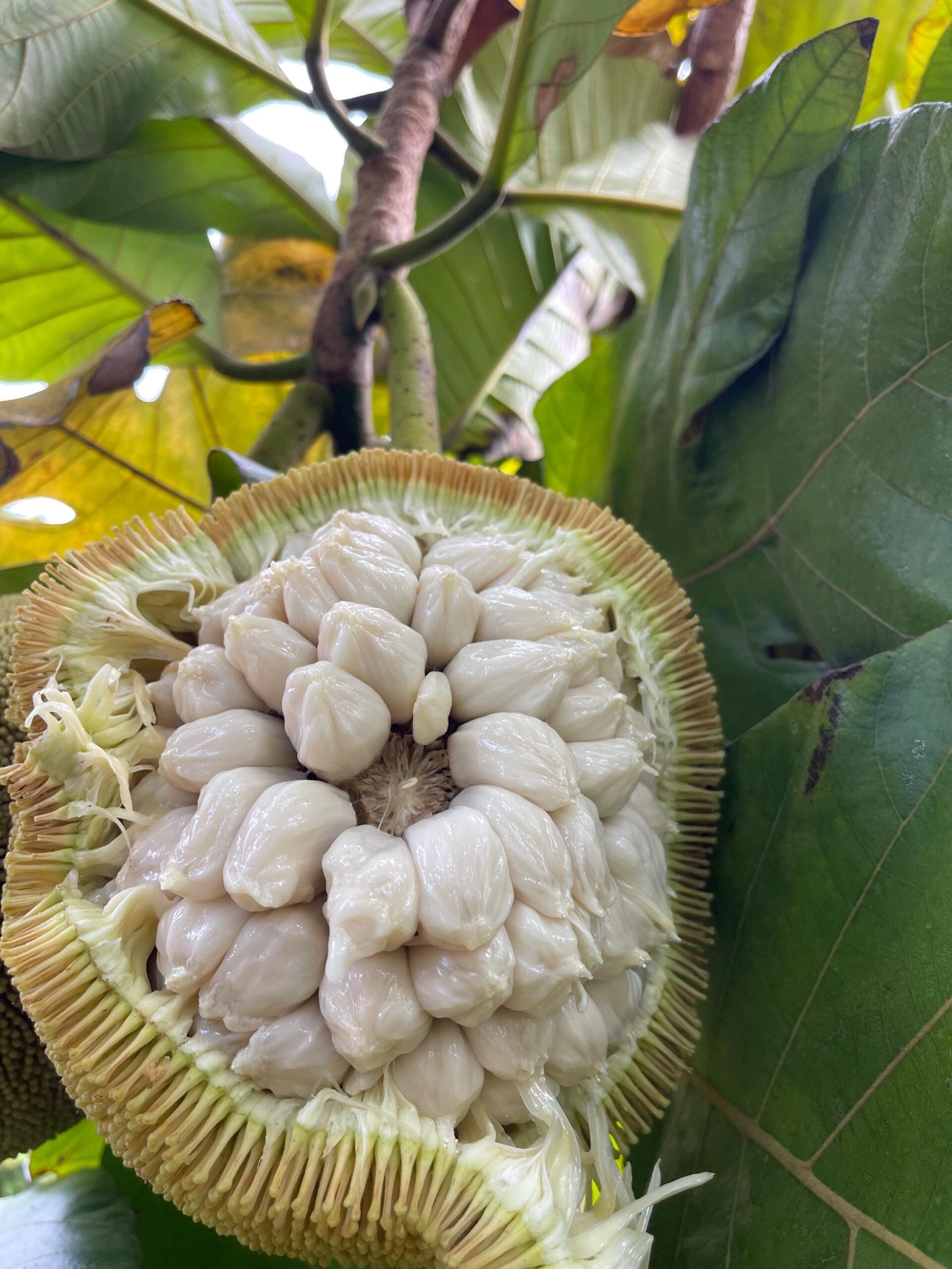 RARE Marang Fruit Seeds Etsy