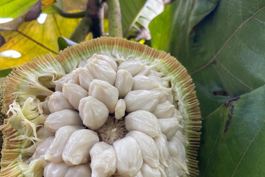 RARE Marang Fruit Seeds Etsy