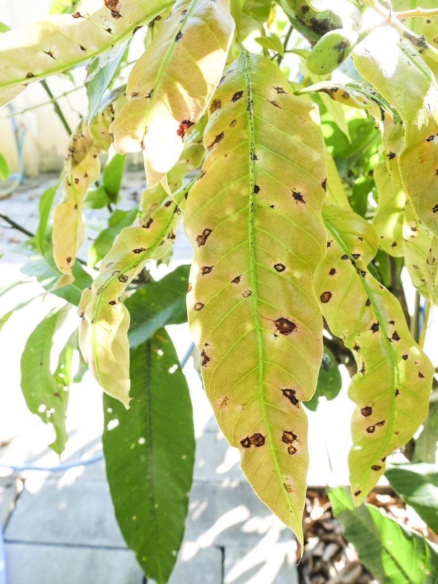 Recognizing Mango Disease Symptoms Learn About Managing Mango Tree Diseases Gardening Know How