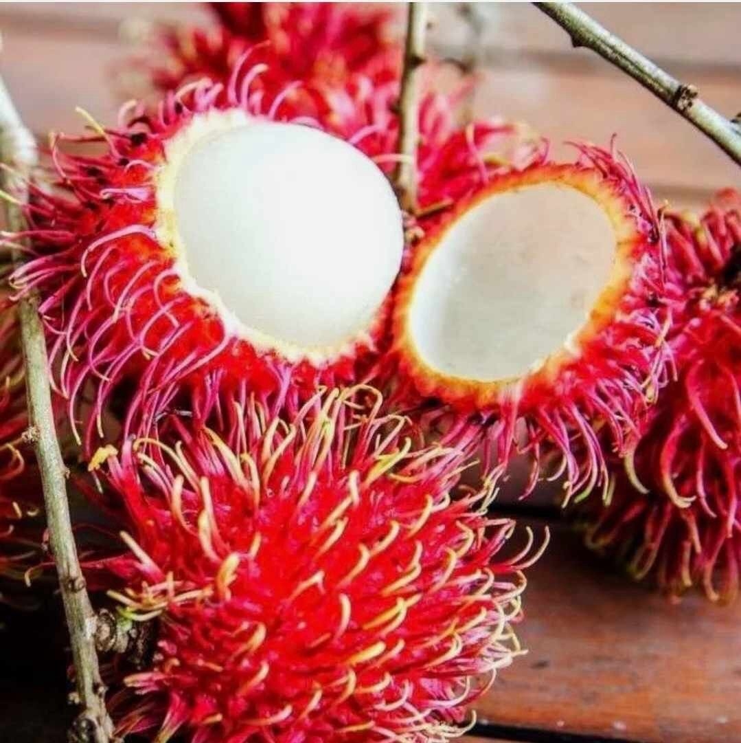 Red Rambutan Tree Tropical nephelium Lappaceum Live Fruit Tree 