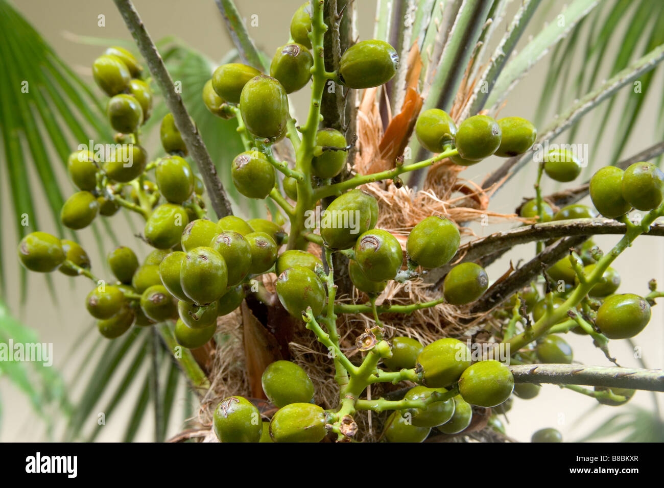 Saw Palmetto Fruit Hi res Stock Photography And Images Alamy