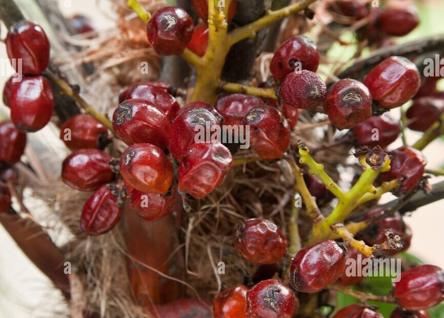 Saw Palmetto Maturing Fruit Stock Photo Alamy