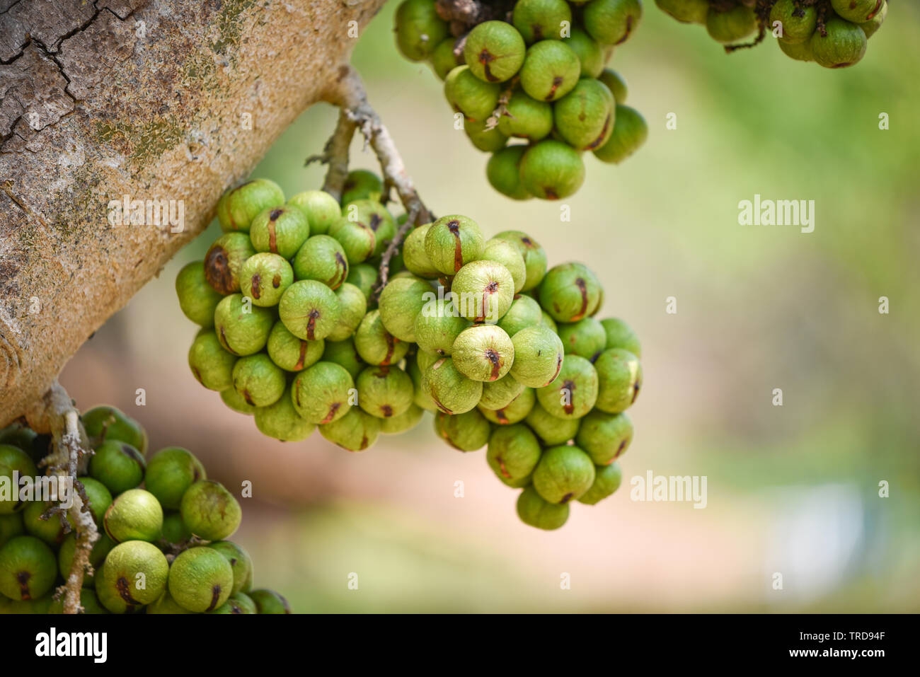 picture of fig fruit