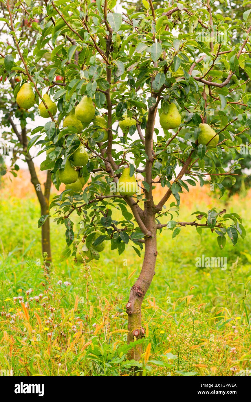 Small Pear Tree Filled With Fruit Stock Photo Alamy
