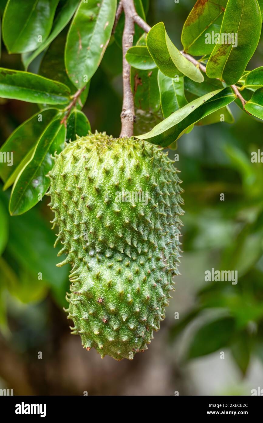 Soursop Called Graviola Guyabano And Guanabana Fruit Of Annona Muricata Evergreen Tree Magdalena Department Colombia Stock Photo Alamy