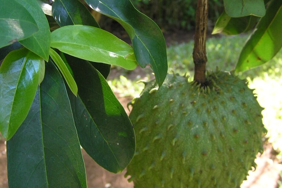 Soursop Wikipedia