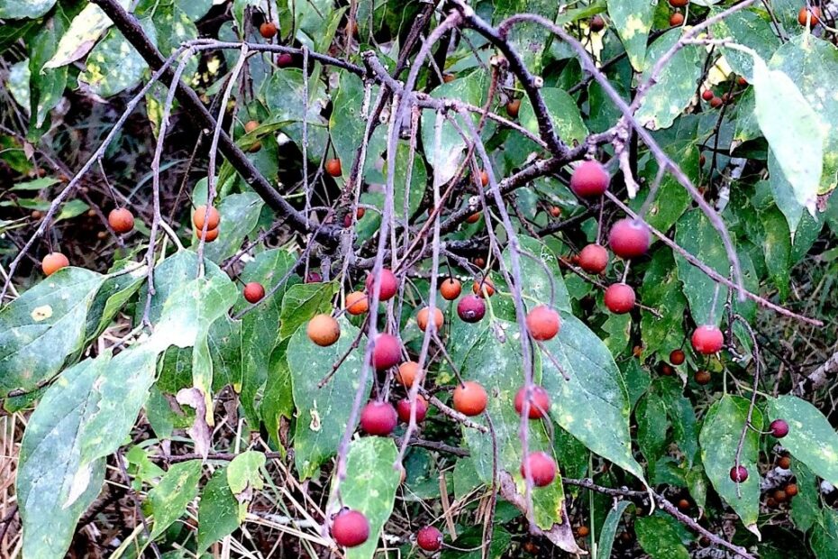Sugarberries U0026 Hackberries Eat The Weeds And Other Things Too