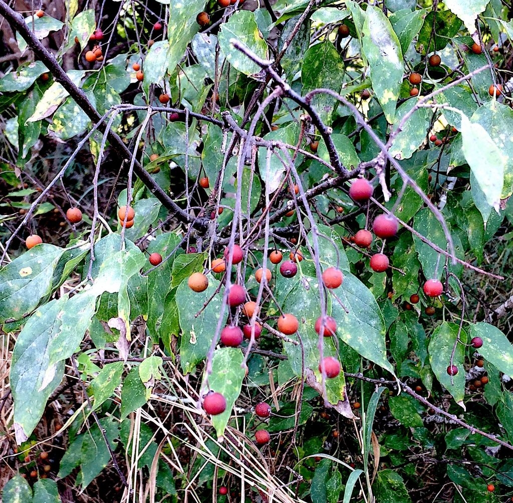 Sugarberries U0026 Hackberries Eat The Weeds And Other Things Too