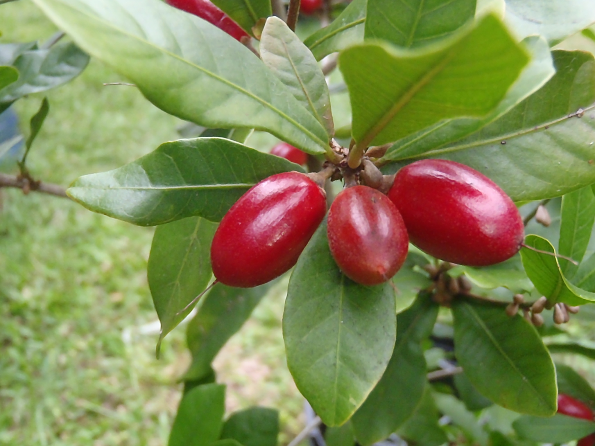 miracle fruits picture