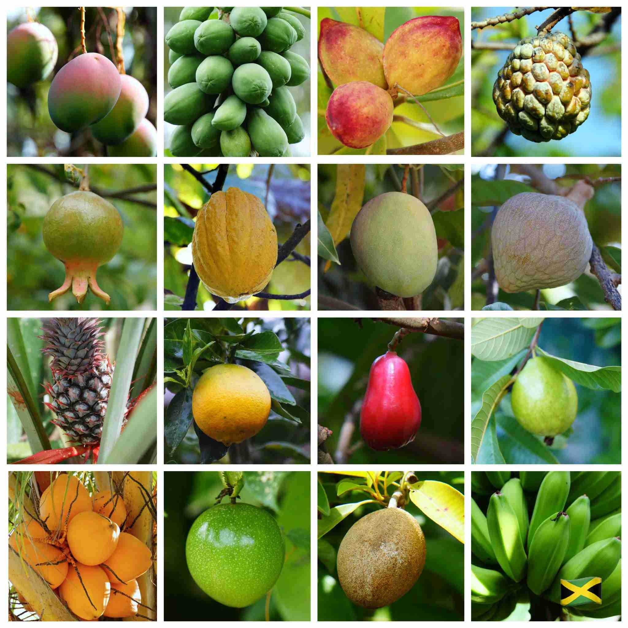 Taste The Tropics A Guide To Jamaica s Unique Fruits