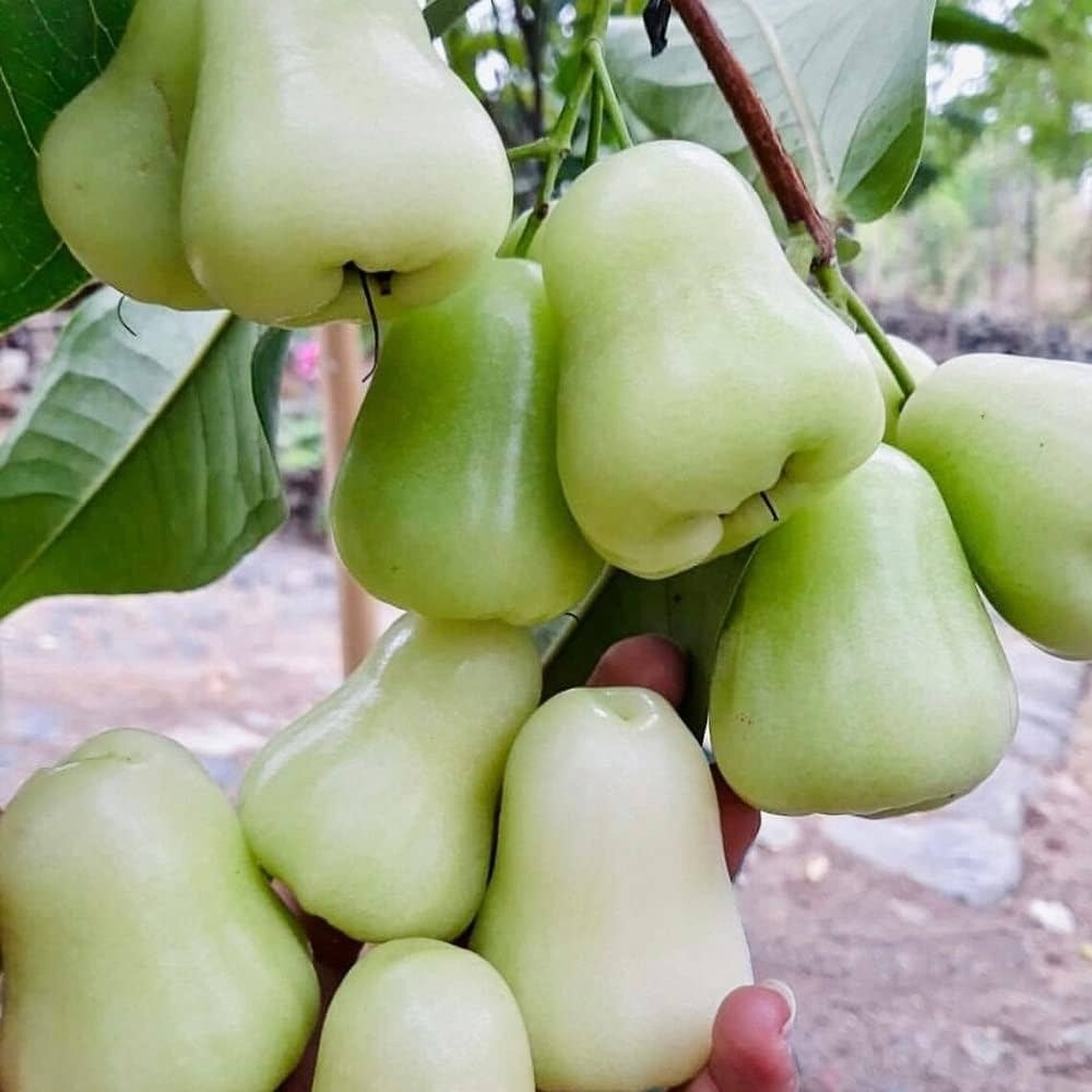green apple fruit pictures