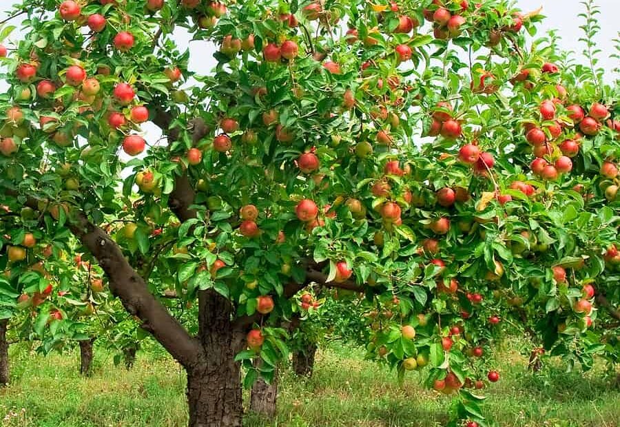 The Best Fruit Trees For Your Victoria BC Garden With Ascent Yard Care Ascent Yard Care