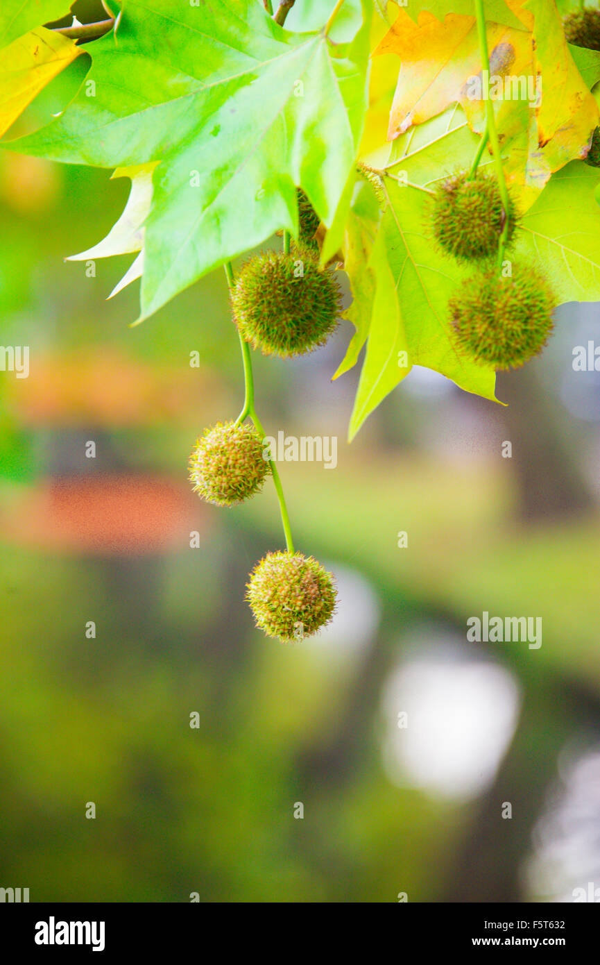 The Fruit Of Sycamore P Occidentalis Maple Tree With Balls That 