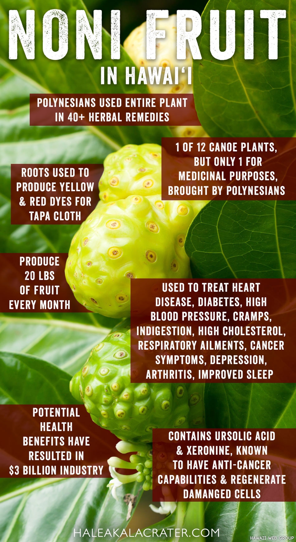 noni fruit picture