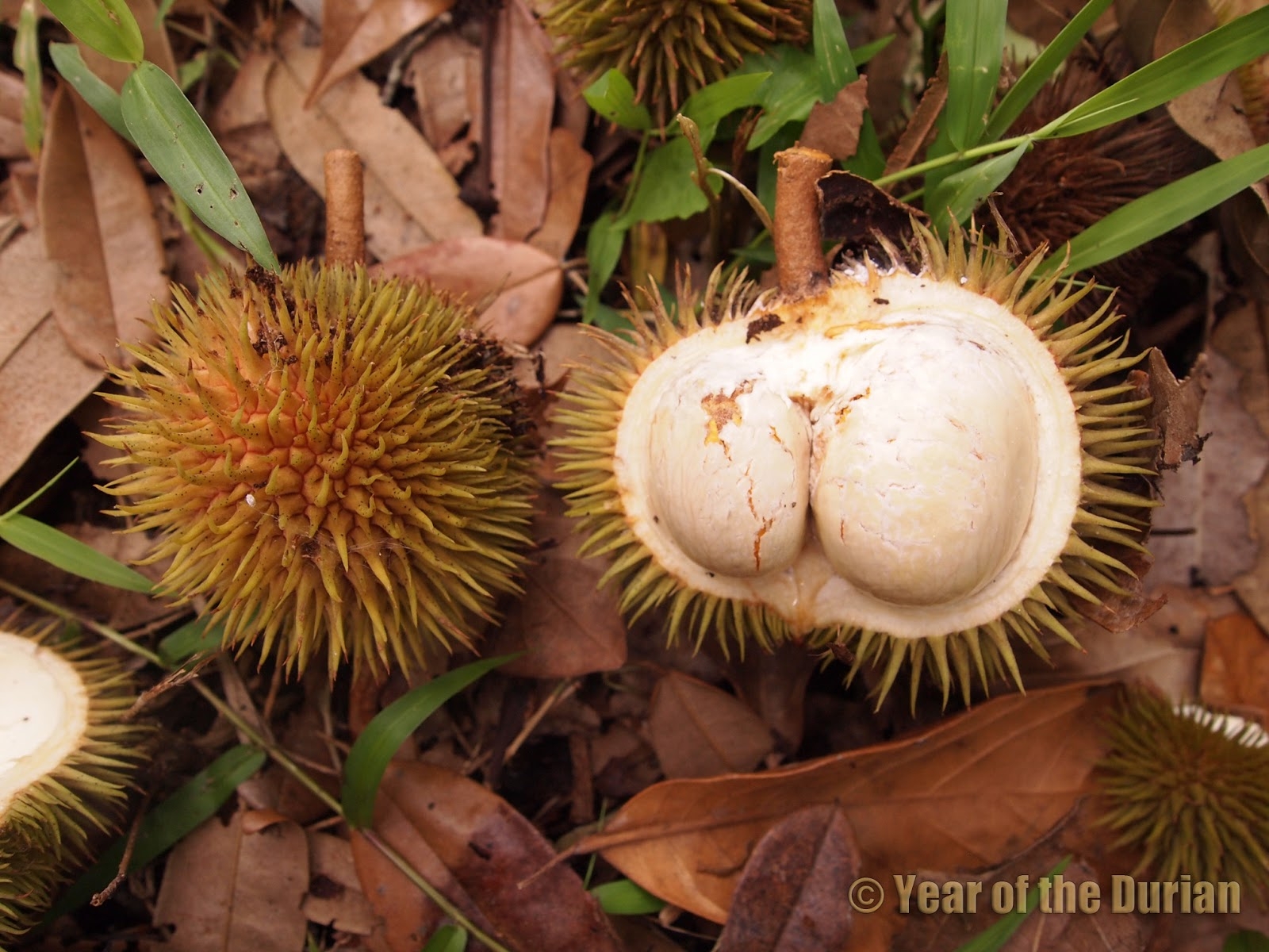 The Inedible Durians Year Of The Durian